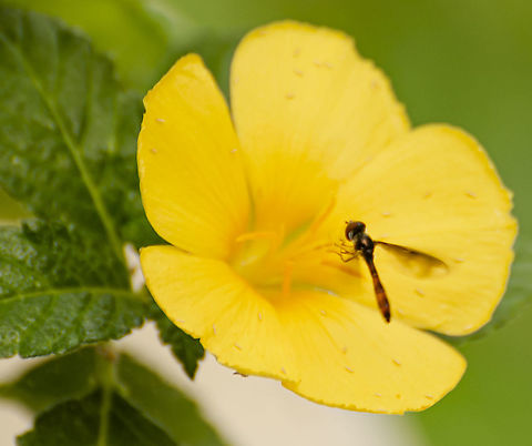 Ocyptamus-fuscipennis / Dusky-Winged Hover fly https://www.inaturalist.org/taxa/362836-Ocyptamus-fuscipennis
https://bugguide.net/node/view/1324363
https://en.wikipedia.org/wiki/Ocyptamus_fuscipennis
https://www.jungledragon.com/image/103032/ocyptamus.html Dusky-winged Hover Fly,Fall,Geotagged,Ocyptamus fuscipennis,United States