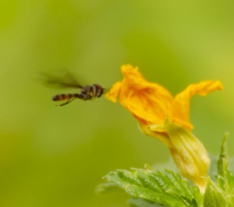 Ocyptamus fuscipennis / Dusky-Winged Hover Fly Hover fly with orange-red and black stripes on abdomen. Seen here flying to yellow alder flower.
https://www.jungledragon.com/image/103029/probable_ocyptamus-fuscipennis_hover_fly.html Dusky-winged Hover Fly,Fall,Geotagged,Ocyptamus fuscipennis,United States