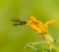 Ocyptamus fuscipennis / Dusky-Winged Hover Fly Hover fly with orange-red and black stripes on abdomen. Seen here flying to yellow alder flower.<br />
https://www.jungledragon.com/image/103029/probable_ocyptamus-fuscipennis_hover_fly.html Dusky-winged Hover Fly,Fall,Geotagged,Ocyptamus fuscipennis,United States