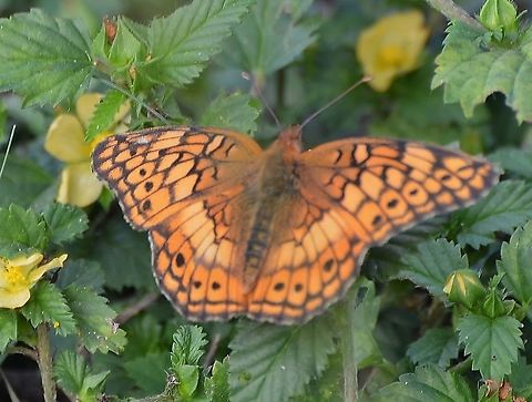 Euptoieta claudia This was found in a city park in a town outside of San Antonio called Floresville.  The park was very wooded and had a lot of different wildflowers. 
A few people identified this as Euptoieta claudia. It looks like it matches others on this site.
https://www.jungledragon.com/image/103112/euptoieta_claudia.html Euptoieta claudia,Fall,Geotagged,United States,Variegated Fritillary