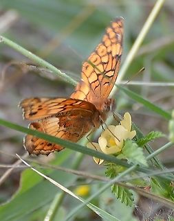 Euptoieta claudia Not as clear, however it is the same butterfly from a different perspective, as seen in another post. Photo taken in a city park with a wood-like atmosphere and large variety of wildflowers and plants.
https://www.jungledragon.com/image/103111/euptoieta_claudia.html Euptoieta claudia,Fall,Geotagged,United States,Variegated Fritillary