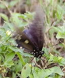 Pipevine Swallowtail I took several photos of this creature and it rarely stopped flapping its wings. Unfortunately most of my photos are out of focus. I did post on iNaturalist and several people identified it as a Pipevine Swallowtail. It does has a purple-blue  tone on the hind wings, with a muted blue yelllow and white dotted tone on the ventral wing. What didn't match the species is that the abdomen is somewhat pink compared to the black/blue shown on other photos of Pipevine. Probably it's a female. The wings overall are more of a brown than black as well.<br />
https://www.jungledragon.com/image/103116/pipevine_swallowtail.html<br />
https://www.jungledragon.com/image/103121/pipevine_swallowtail.html Battus philenor,Fall,Geotagged,Pipevine Swallowtail,United States
