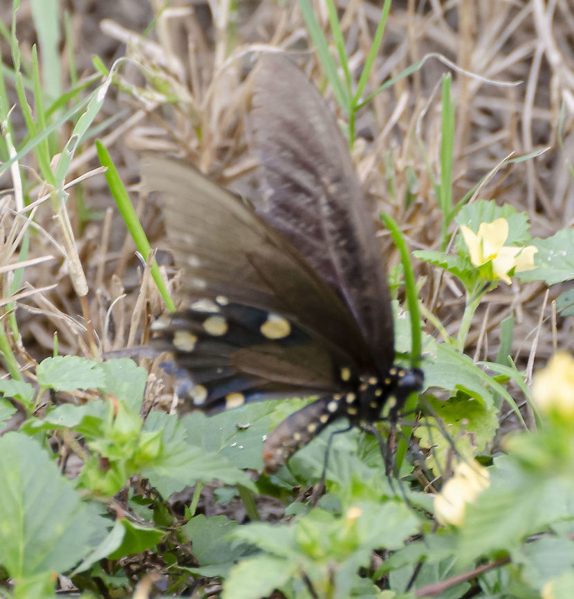 Pipevine Swallowtail Found in City Park with plenty of trees and wildflowers. A few people in iNaturalist identified this as a Pipevine Swallowtail. You can see here that the markings are muted, and the abdomen has a pink tint to it. I did not alter the colors on this, so I am wondering if it could be a female?<br />
<figure class="photo"><a href="https://www.jungledragon.com/image/103114/pipevine_swallowtail.html" title="Pipevine Swallowtail"><img src="https://s3.amazonaws.com/media.jungledragon.com/images/4330/103114_thumb.JPG?AWSAccessKeyId=05GMT0V3GWVNE7GGM1R2&Expires=1759968010&Signature=t2YkQTiZjFYOv8N4KTuM2Cdq0KU%3D" width="130" height="152" alt="Pipevine Swallowtail I took several photos of this creature and it rarely stopped flapping its wings. Unfortunately most of my photos are out of focus. I did post on iNaturalist and several people identified it as a Pipevine Swallowtail. It does has a purple-blue  tone on the hind wings, with a muted blue yelllow and white dotted tone on the ventral wing. What didn&#039;t match the species is that the abdomen is somewhat pink compared to the black/blue shown on other photos of Pipevine. Probably it&#039;s a female. The wings overall are more of a brown than black as well.<br />
https://www.jungledragon.com/image/103116/pipevine_swallowtail.html<br />
https://www.jungledragon.com/image/103121/pipevine_swallowtail.html Battus philenor,Fall,Geotagged,Pipevine Swallowtail,United States" /></a></figure><br />
<figure class="photo"><a href="https://www.jungledragon.com/image/103121/pipevine_swallowtail.html" title="Pipevine Swallowtail"><img src="https://s3.amazonaws.com/media.jungledragon.com/images/4330/103121_thumb.JPG?AWSAccessKeyId=05GMT0V3GWVNE7GGM1R2&Expires=1759968010&Signature=4FDJIMovHUFpHY4DWO38ebyjWy0%3D" width="200" height="152" alt="Pipevine Swallowtail Adding one more photo although it&#039;s blurry. This shows the coloration of the body and wings more accurately.<br />
https://www.jungledragon.com/image/103114/pipevine_swallowtail.html<br />
https://www.jungledragon.com/image/103116/pipevine_swallowtail.html Battus philenor,Fall,Geotagged,Pipevine Swallowtail,United States" /></a></figure> Battus philenor,Fall,Geotagged,Pipevine Swallowtail,United States