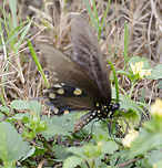 Pipevine Swallowtail Found in City Park with plenty of trees and wildflowers. A few people in iNaturalist identified this as a Pipevine Swallowtail. You can see here that the markings are muted, and the abdomen has a pink tint to it. I did not alter the colors on this, so I am wondering if it could be a female?<br />
https://www.jungledragon.com/image/103114/pipevine_swallowtail.html<br />
https://www.jungledragon.com/image/103121/pipevine_swallowtail.html Battus philenor,Fall,Geotagged,Pipevine Swallowtail,United States