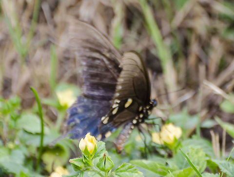 Pipevine Swallowtail Adding one more photo although it's blurry. This shows the coloration of the body and wings more accurately.
https://www.jungledragon.com/image/103114/pipevine_swallowtail.html
https://www.jungledragon.com/image/103116/pipevine_swallowtail.html Battus philenor,Fall,Geotagged,Pipevine Swallowtail,United States