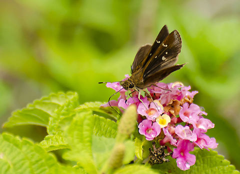Pompeius verna the little glassywing Found on a Lantana Plant. 
https://www.jungledragon.com/image/103155/possible_dungrass_skipper_euphyes_vestris.html
https://www.jungledragon.com/image/103156/possible_dun_grass_skipper_-_euphyes_vestris.html Fall,Geotagged,Pompeius verna,United States