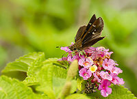 Pompeius verna the little glassywing Found on a Lantana Plant. <br />
https://www.jungledragon.com/image/103155/possible_dungrass_skipper_euphyes_vestris.html<br />
https://www.jungledragon.com/image/103156/possible_dun_grass_skipper_-_euphyes_vestris.html Fall,Geotagged,Pompeius verna,United States