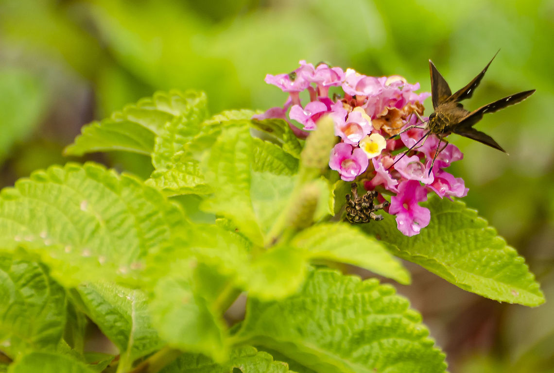 Pompeius verna the little glassywing <br />
<figure class="photo"><a href="https://www.jungledragon.com/image/103154/pompeius_verna_the_little_glassywing.html" title="Pompeius verna the little glassywing"><img src="https://s3.amazonaws.com/media.jungledragon.com/images/4330/103154_thumb.JPG?AWSAccessKeyId=05GMT0V3GWVNE7GGM1R2&Expires=1769040010&Signature=EU%2FMb8PhyheNwWJkY%2FoSU81RUPs%3D" width="200" height="146" alt="Pompeius verna the little glassywing Found on a Lantana Plant. <br />
https://www.jungledragon.com/image/103155/possible_dungrass_skipper_euphyes_vestris.html<br />
https://www.jungledragon.com/image/103156/possible_dun_grass_skipper_-_euphyes_vestris.html Fall,Geotagged,Pompeius verna,United States" /></a></figure><br />
<figure class="photo"><a href="https://www.jungledragon.com/image/103155/pompeius_verna_the_little_glassywing.html" title="Pompeius verna the little glassywing"><img src="https://s3.amazonaws.com/media.jungledragon.com/images/4330/103155_thumb.JPG?AWSAccessKeyId=05GMT0V3GWVNE7GGM1R2&Expires=1769040010&Signature=Clmo4TZVZyS2nHaSXQpD9SdbMDM%3D" width="200" height="114" alt="Pompeius verna the little glassywing View of Wings at rest<br />
https://www.jungledragon.com/image/103154/pompeius_verna_the_little_glassywing.html<br />
<br />
https://www.jungledragon.com/image/103156/pompeius_verna_the_little_glassywing.html<br />
 Fall,Geotagged,Pompeius verna,United States" /></a></figure> Fall,Geotagged,Pompeius verna,United States