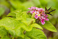 Pompeius verna the little glassywing <br />
https://www.jungledragon.com/image/103154/possible_dun_grass_skipper.html<br />
https://www.jungledragon.com/image/103155/possible_dungrass_skipper_euphyes_vestris.html Fall,Geotagged,Pompeius verna,United States