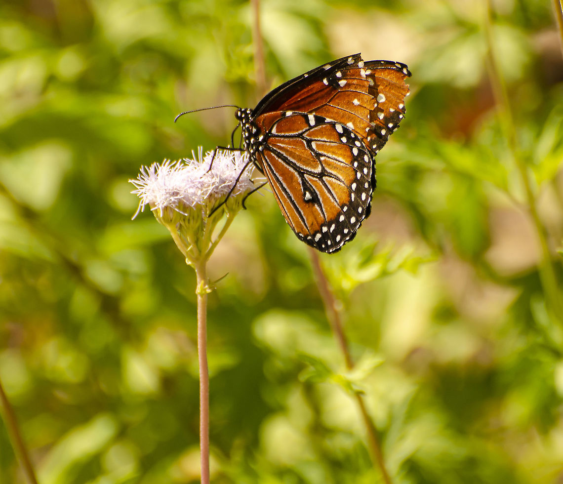 Queen Butterfly / Danaus gilippus thersippus Originally I thought this was a Monarch and realized it is probably a Queen Butterfly.<br />
<a href="http://butterfliesofamerica.com/ih02/141029-BER_5091_i.htm" rel="nofollow">http://butterfliesofamerica.com/ih02/141029-BER_5091_i.htm</a><br />
<figure class="photo"><a href="https://www.jungledragon.com/image/103323/queen_butterfly_danaus_gilippus_thersippus.html" title="Queen Butterfly / Danaus gilippus thersippus"><img src="https://s3.amazonaws.com/media.jungledragon.com/images/4330/103323_thumb.jpg?AWSAccessKeyId=05GMT0V3GWVNE7GGM1R2&Expires=1759968010&Signature=9tb575oa2sOJvAPEEtPGqmJtQAo%3D" width="200" height="176" alt="Queen Butterfly / Danaus gilippus thersippus http://butterfliesofamerica.com/ih02/141029-BER_5091_i.htm<br />
I know the wings are tattered, here is another photo that shows the marketing on the forewing.<br />
https://www.jungledragon.com/image/103281/queen_butterfly.html<br />
 Danaus gilippus,Geotagged,Queen,United States,Winter" /></a></figure><br />
 Danaus gilippus,Geotagged,Queen,United States,Winter