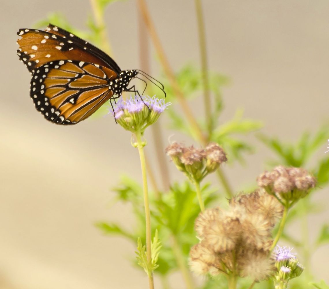 Queen Butterfly / Danaus gilippus thersippus <a href="http://butterfliesofamerica.com/ih02/141029-BER_5091_i.htm" rel="nofollow">http://butterfliesofamerica.com/ih02/141029-BER_5091_i.htm</a><br />
I know the wings are tattered, here is another photo that shows the marketing on the forewing.<br />
<figure class="photo"><a href="https://www.jungledragon.com/image/103281/queen_butterfly_danaus_gilippus_thersippus.html" title="Queen Butterfly / Danaus gilippus thersippus"><img src="https://s3.amazonaws.com/media.jungledragon.com/images/4330/103281_thumb.JPG?AWSAccessKeyId=05GMT0V3GWVNE7GGM1R2&Expires=1769040010&Signature=k1pSvB7XWLRYuVwvSdB1CAop%2F%2Bs%3D" width="200" height="172" alt="Queen Butterfly / Danaus gilippus thersippus Originally I thought this was a Monarch and realized it is probably a Queen Butterfly.<br />
http://butterfliesofamerica.com/ih02/141029-BER_5091_i.htm<br />
https://www.jungledragon.com/image/103323/queen_butterfly.html<br />
 Danaus gilippus,Geotagged,Queen,United States,Winter" /></a></figure><br />
 Danaus gilippus,Geotagged,Queen,United States,Winter
