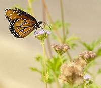 Queen Butterfly / Danaus gilippus thersippus http://butterfliesofamerica.com/ih02/141029-BER_5091_i.htm<br />
I know the wings are tattered, here is another photo that shows the marketing on the forewing.<br />
https://www.jungledragon.com/image/103281/queen_butterfly.html<br />
Danaus gilippus,Geotagged,Queen,United States,Winter
