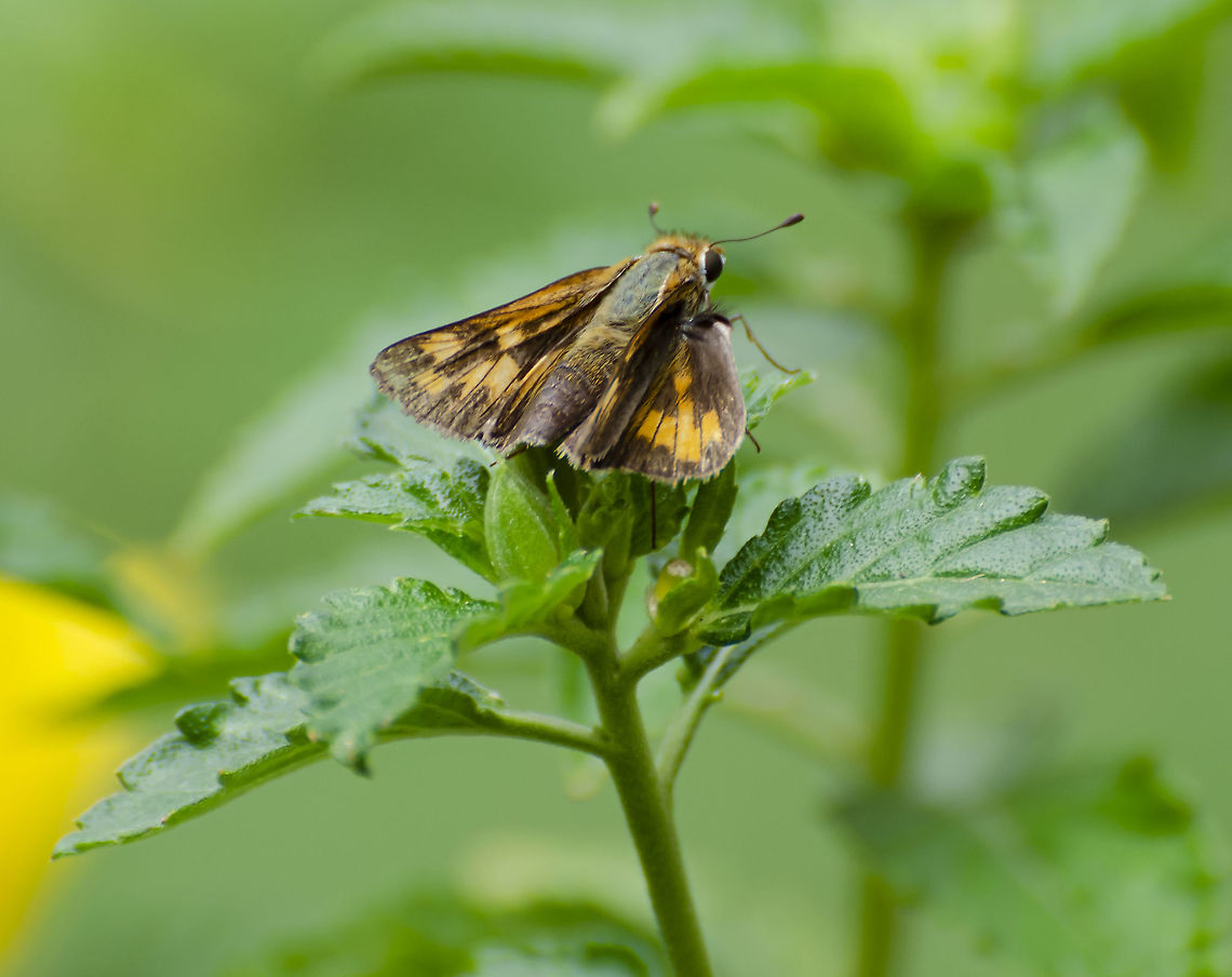 Hylephila phyleus - the Fiery Skipper First sighted this earlier in the week, loves the Yellow Alder plant, which it is on in this photo.<br />
<figure class="photo"><a href="https://www.jungledragon.com/image/103436/hylephila_phyleus_-_the_fiery_skipper.html" title="Hylephila phyleus - the Fiery Skipper"><img src="https://s3.amazonaws.com/media.jungledragon.com/images/4330/103436_thumb.JPG?AWSAccessKeyId=05GMT0V3GWVNE7GGM1R2&Expires=1759968010&Signature=ei7ZZj3G6fcPY8QiaIViSKynTTg%3D" width="200" height="158" alt="Hylephila phyleus - the Fiery Skipper A bit blurry, it was only on the slower for a few seconds.  Side view to compare to back view.  Taken a couple of hours before the other photo by me on this platform.<br />
 Fall,Fiery Skipper,Geotagged,Hylephila phyleus,United States" /></a></figure><br />
 Fall,Fiery Skipper,Geotagged,Hylephila phyleus,United States