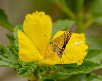 Hylephila phyleus - the Fiery Skipper A bit blurry, it was only on the slower for a few seconds.  Side view to compare to back view.  Taken a couple of hours before the other photo by me on this platform.<br />
 Fall,Fiery Skipper,Geotagged,Hylephila phyleus,United States