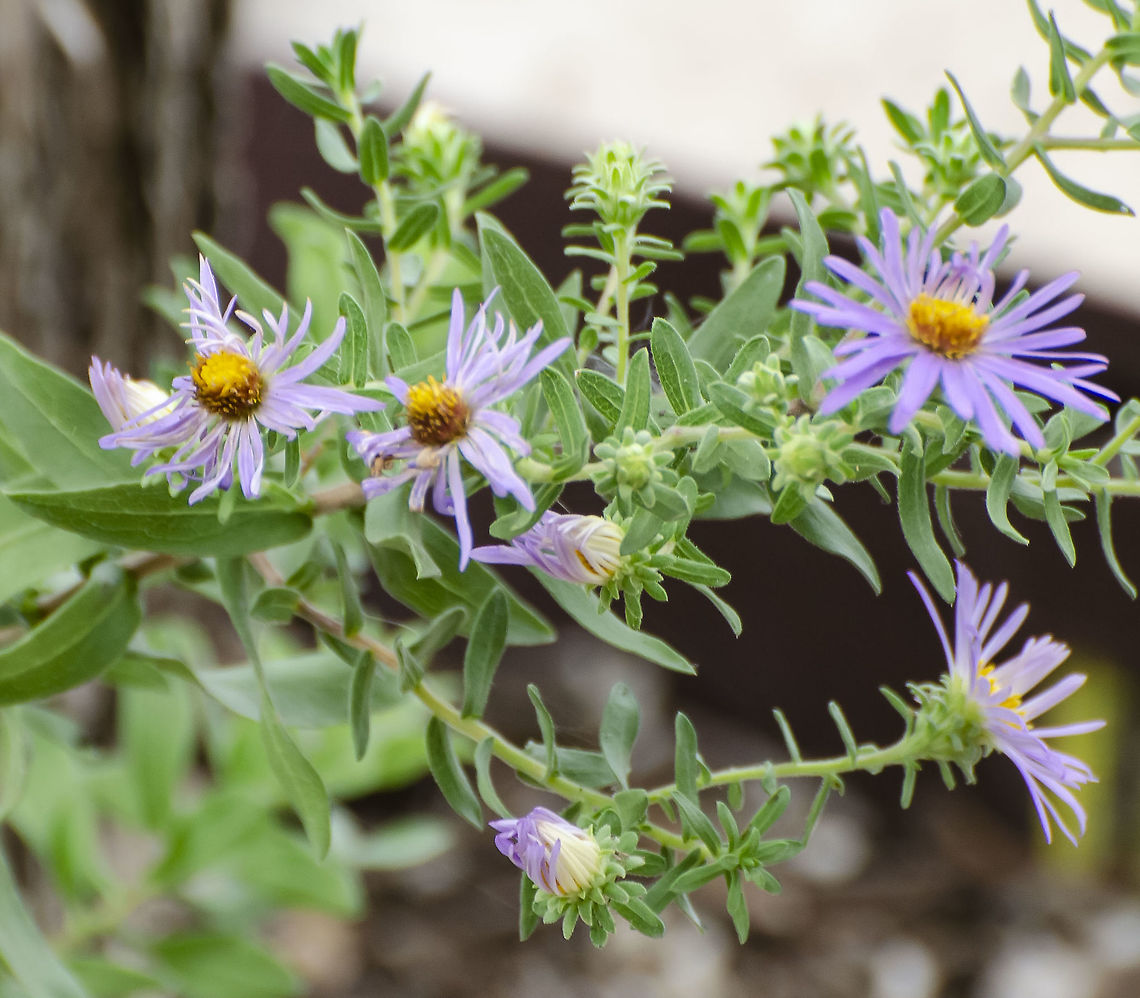Symphyotrichum Oblongifolium - Fall Aster This is a Texas native plant growing my my neighbor&#039;s garden. She has a wonderful group of plants that attract pollinators. Species noted for its oblong alternating leaves.<br />
<a href="https://plants.ces.ncsu.edu/plants/symphyotrichum-oblongifolium/" rel="nofollow">https://plants.ces.ncsu.edu/plants/symphyotrichum-oblongifolium/</a> Fall,Geotagged,Symphyotrichum oblongifolium,United States,symphyotrichum oblongifolium