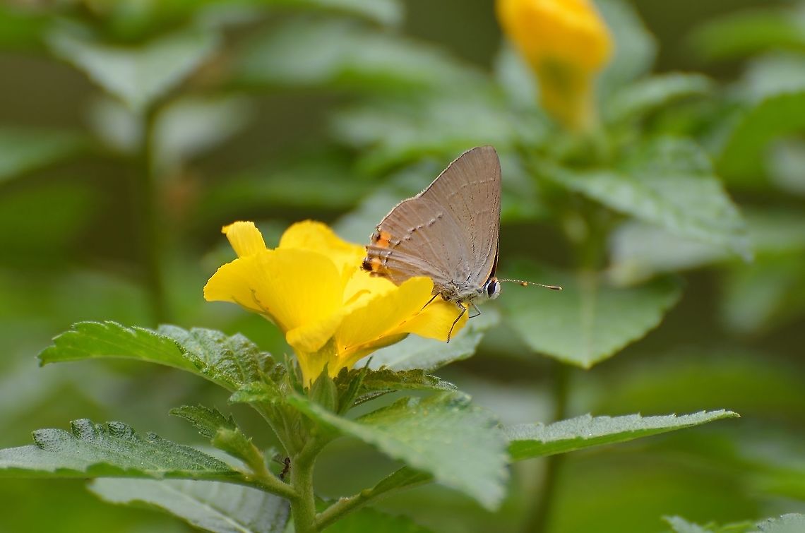 Gray Hairstreak (Male) <a href="http://socalbutterflies.com/lycaenidae_html/gray_hairstreak.htm" rel="nofollow">http://socalbutterflies.com/lycaenidae_html/gray_hairstreak.htm</a><br />
Strymon melinus (Male)<br />
I&#039;m going to post several photos of this butterfly because initially iNaturalist suggests it could be a gray hairstreak or several other hairstreaks, however I could not find any that match some of the details of this butterfly. Here is what I see and will try to show with additional photos.<br />
<br />
<br />
<br />
1) Has an orange stack of hair on its head<br />
2) The abdomen is orange and the thorax is blue<br />
3)The forewing has an orange border when when wings are folded<br />
4) The legs seems to be stripe at the top, but solid dark orange or brown beginning at the first joint<br />
5) The color of the hind wings are brown with very subtle darker brown bands near white fringed wings, and brown &amp; white dashes with some orange spotting interspersed. <br />
6) There are two orange dots that can seen on hind wing with a black dot near edge.<br />
<br />
<figure class="photo"><a href="https://www.jungledragon.com/image/103546/gray_hairstreak_male.html" title="Gray Hairstreak (Male)"><img src="https://s3.amazonaws.com/media.jungledragon.com/images/4330/103546_thumb.JPG?AWSAccessKeyId=05GMT0V3GWVNE7GGM1R2&Expires=1767225610&Signature=8T9sAK0C%2FSYUEQpnzwVesumuWRc%3D" width="200" height="134" alt="Gray Hairstreak (Male) See other photo<br />
Here you can see orange tuft of hair on head and brown/orange legs Fall,Geotagged,Gray Hairstreak,Strymon melinus,United States" /></a></figure><br />
<figure class="photo"><a href="https://www.jungledragon.com/image/103548/gray_hairstreak_male.html" title="Gray Hairstreak (Male)"><img src="https://s3.amazonaws.com/media.jungledragon.com/images/4330/103548_thumb.JPG?AWSAccessKeyId=05GMT0V3GWVNE7GGM1R2&Expires=1767225610&Signature=pbfJr5MpMjC4hnC5yIDgfZ7jMMk%3D" width="200" height="134" alt="Gray Hairstreak (Male) This shows the back open wing view, it has light blue hair over a dark thorax, you can also see the orange tuft of hair on head, as well as the orange abdomen.  Again, legs look brown or orange.  Also notice a dusty gold on the upper open wing. Fall,Geotagged,Gray Hairstreak,Strymon melinus,United States" /></a></figure><br />
<figure class="photo"><a href="https://www.jungledragon.com/image/103549/gray_hairstreak_male.html" title="Gray Hairstreak (Male)"><img src="https://s3.amazonaws.com/media.jungledragon.com/images/4330/103549_thumb.JPG?AWSAccessKeyId=05GMT0V3GWVNE7GGM1R2&Expires=1767225610&Signature=PylAWtZJ55Oh4pFhpXaQ3jUG72g%3D" width="200" height="118" alt="Gray Hairstreak (Male) Different angle that shows the golden spotting on the wings, the blue hair on the thorax, yellow tuft on head and orange abdomen with a darker part of the abdomen just under the thorax. Geotagged,Gray Hairstreak,Strymon melinus,United States,Winter" /></a></figure><br />
<figure class="photo"><a href="https://www.jungledragon.com/image/103550/gray_hairstreak_male.html" title="Gray Hairstreak (Male)"><img src="https://s3.amazonaws.com/media.jungledragon.com/images/4330/103550_thumb.JPG?AWSAccessKeyId=05GMT0V3GWVNE7GGM1R2&Expires=1767225610&Signature=%2FXVdd1ghc2WSS4%2FU1jERzg7cAxA%3D" width="200" height="134" alt="Gray Hairstreak (Male) This shows white hair on the ventral side and another view of the orange tuft on the head, as well as legs. Peaking out under wings is the orange abdomen edge. Fall,Geotagged,Gray Hairstreak,Strymon melinus,United States" /></a></figure><br />
 Fall,Geotagged,Gray Hairstreak,Strymon melinus,United States