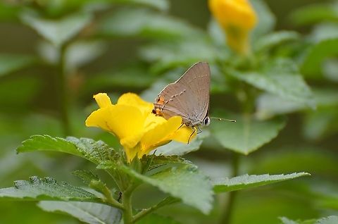 Gray Hairstreak (Male) http://socalbutterflies.com/lycaenidae_html/gray_hairstreak.htm
Strymon melinus (Male)
I'm going to post several photos of this butterfly because initially iNaturalist suggests it could be a gray hairstreak or several other hairstreaks, however I could not find any that match some of the details of this butterfly. Here is what I see and will try to show with additional photos.



1) Has an orange stack of hair on its head
2) The abdomen is orange and the thorax is blue
3)The forewing has an orange border when when wings are folded
4) The legs seems to be stripe at the top, but solid dark orange or brown beginning at the first joint
5) The color of the hind wings are brown with very subtle darker brown bands near white fringed wings, and brown & white dashes with some orange spotting interspersed. 
6) There are two orange dots that can seen on hind wing with a black dot near edge.

https://www.jungledragon.com/image/103546/unknown_butterfly.html
https://www.jungledragon.com/image/103548/unknown_butterfly_photo_3.html
https://www.jungledragon.com/image/103549/unknown_butterfly_photo_4.html
https://www.jungledragon.com/image/103550/unknown_butterfly_photo_5.html
 Fall,Geotagged,Gray Hairstreak,Strymon melinus,United States