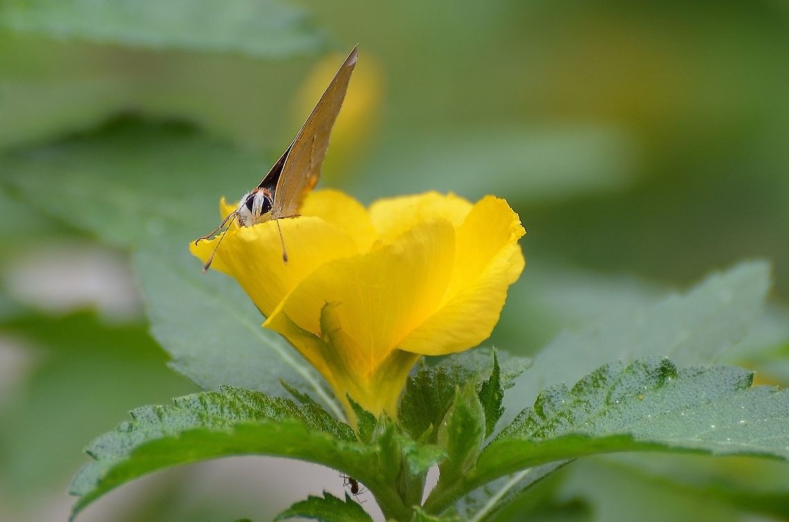 Gray Hairstreak (Male) See other photo<br />
Here you can see orange tuft of hair on head and brown/orange legs Fall,Geotagged,Gray Hairstreak,Strymon melinus,United States
