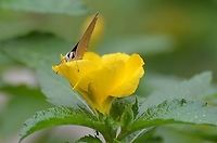 Gray Hairstreak (Male) See other photo<br />
Here you can see orange tuft of hair on head and brown/orange legs Fall,Geotagged,Gray Hairstreak,Strymon melinus,United States