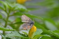 Gray Hairstreak (Male) This shows the back open wing view, it has light blue hair over a dark thorax, you can also see the orange tuft of hair on head, as well as the orange abdomen.  Again, legs look brown or orange.  Also notice a dusty gold on the upper open wing. Fall,Geotagged,Gray Hairstreak,Strymon melinus,United States