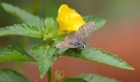 Gray Hairstreak (Male) Different angle that shows the golden spotting on the wings, the blue hair on the thorax, yellow tuft on head and orange abdomen with a darker part of the abdomen just under the thorax. Geotagged,Gray Hairstreak,Strymon melinus,United States,Winter