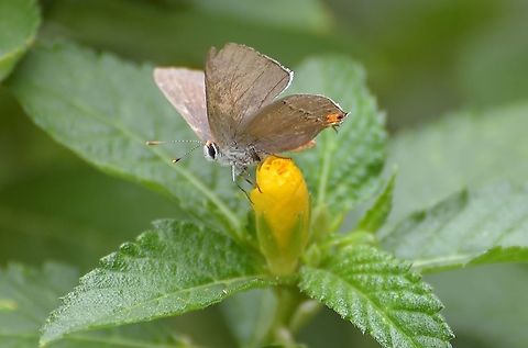 Gray Hairstreak (Male) This shows white hair on the ventral side and another view of the orange tuft on the head, as well as legs. Peaking out under wings is the orange abdomen edge. Fall,Geotagged,Gray Hairstreak,Strymon melinus,United States