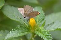 Gray Hairstreak (Male) This shows white hair on the ventral side and another view of the orange tuft on the head, as well as legs. Peaking out under wings is the orange abdomen edge. Fall,Geotagged,Gray Hairstreak,Strymon melinus,United States