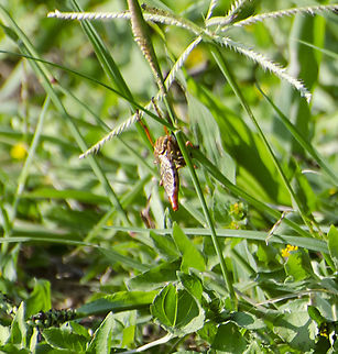 Hanging Thief Robber Fly / Genus Diogmites This was captured unintentionally when I was photographing butterflies last week and I happened to spot it far left of the original subject. This is back of it, you can see wing patterns. It looks like it's doing chin-ups. It has been identified by both bugguide and iNaturalist as a Hanging Thief Robberfly.  Next time I go into this tall grass, I'll be sure to wear boots.  Diogmites basalis,Diogmites neoternatus,Fall,Geotagged,New York Bee Killer,United States