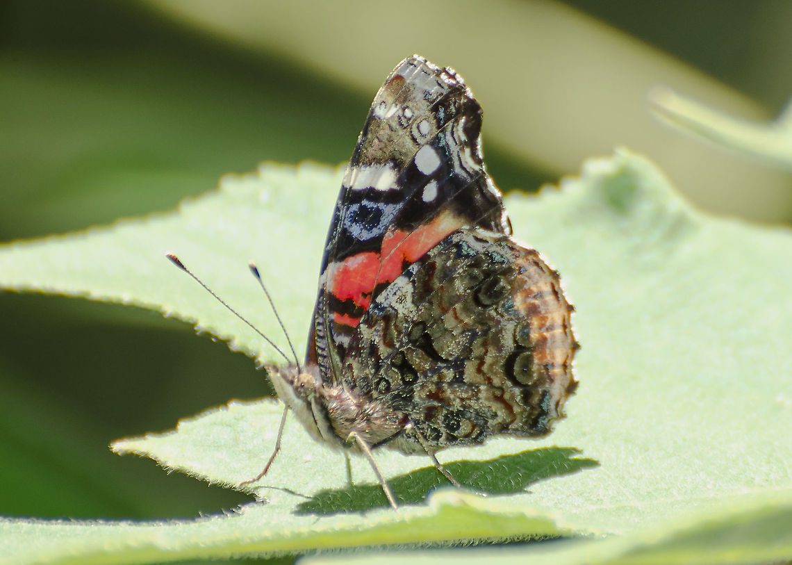 Vanessa Atalanta I believe this is an Vanessa Atalanta on the Paper Mulberry tree. It has the marking of &quot;89&quot; on it&#039;s right hindwing, as mentioned in the Wikipedia description. When I saw it it reminded me of a Painted Lady, although I knew the markings didn&#039;t match.  Geotagged,Red Admiral,United States,Vanessa atalanta,Winter