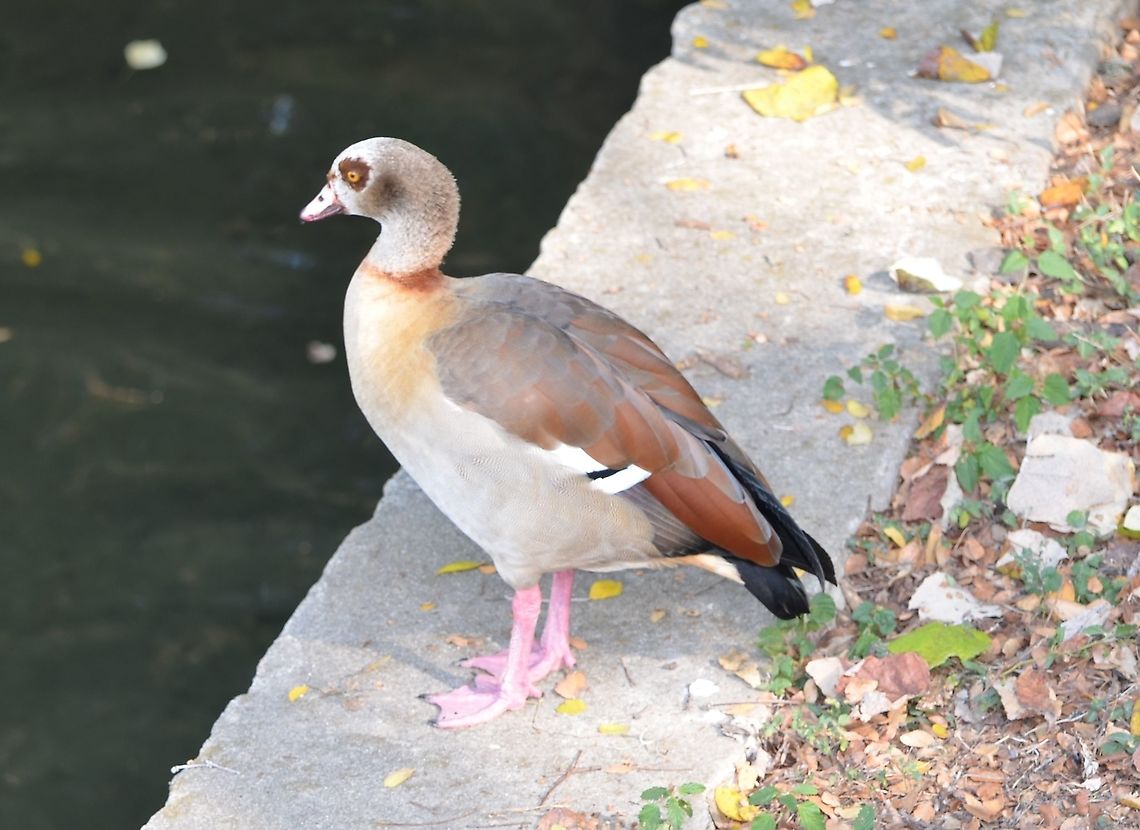 Egyptian Goose I found this bird, that was part of a couple at a local San Antonio park along the San Antonio River.  This is also near the San Antonio zoo. I will post a companion photo to show the markings in the front. This link shows the likeness.<br />
<a href="http://www.oiseaux-birds.com/card-egyptian-goose.html" rel="nofollow">http://www.oiseaux-birds.com/card-egyptian-goose.html</a> Alopochen aegyptiacus,Egyptian Goose,Fall,Geotagged,United States