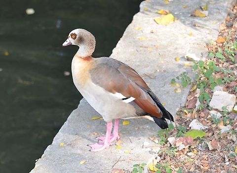 Egyptian Goose I found this bird, that was part of a couple at a local San Antonio park along the San Antonio River.  This is also near the San Antonio zoo. I will post a companion photo to show the markings in the front. This link shows the likeness.
http://www.oiseaux-birds.com/card-egyptian-goose.html Alopochen aegyptiacus,Egyptian Goose,Fall,Geotagged,United States