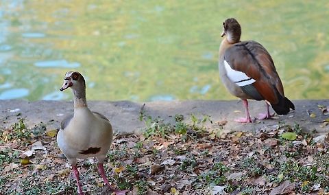 Egyptian Goose - Alpochen aegyptiacus See other photo of side view. This was found on the banks of the San Antonio River in Brackenridge Park, also near the San Antonio Zoo.
http://www.oiseaux-birds.com/card-egyptian-goose.html
https://www.jungledragon.com/image/104124/possible_egyptian_goose.html
https://www.jungledragon.com/image/104123/possible_egyptian_goose.html Alopochen aegyptiacus,Egyptian Goose,Fall,Geotagged,United States