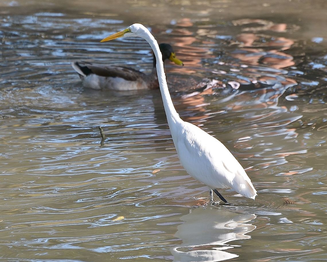 Great Egret One of the water birds in the San Antonio River near the San Antonio Zoo. <br />
<br />
 Ardea alba,Fall,Geotagged,Great egret,United States