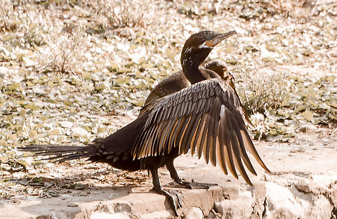 Cormorant I apologize for the image quality. It was taken in bright sun and I was across the river from it so I could not change my perspective.  I believe based on its blue eyes, webbed feet and long bill with stripes, it is a Cormorant.  It is standing on a ledge just above the San Antonio River.  Double-crested cormorant,Fall,Geotagged,Phalacrocorax auritus,United States
