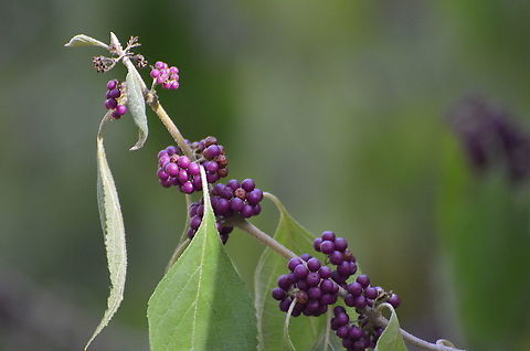 Callicarpa dichotoma - Early Amethyst This plant is growing near the San Antonio Museum Callicarpa dichotoma,Purple Beautyberry