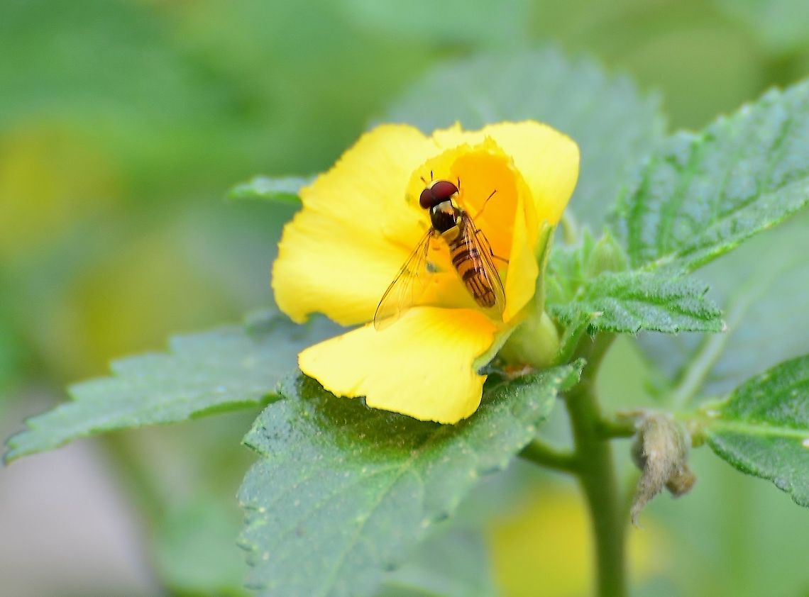Hoverfly - Allograpta obliqua Hoverfly pollinating Aster flower Allograpta obliqua,Fall,Geotagged,Oblique Stripetail,United States