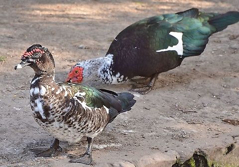 Muscovy Ducks - Cairina moschata Gathering near the San Antonio River Cairina moschata,Fall,Geotagged,Muscovy duck,United States