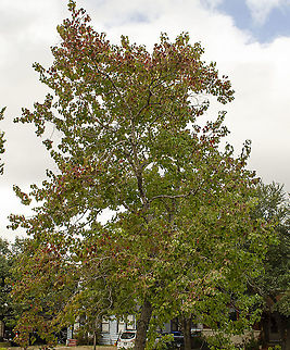 Chinese Tallow Tree -  Fall Colors This is a companion photograph showing the Chinese Tallow Tree Fall Colors just before the tree begins shedding its leaves. This is one of the few trees in San Antonio, Texas that produces bright color leaves in Fall.
https://www.jungledragon.com/image/101029/chinese_tallow_tree.html Chinese Tallow,Fall,Geotagged,Triadica sebifera,United States