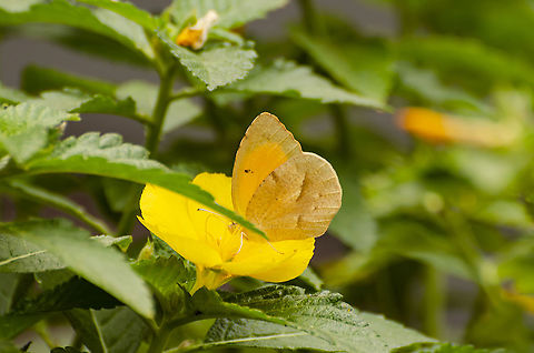 Sleepy Orange - Abaeis nicippe Fall Form (Female) I've seen this flying around and mostly saw the orange wings until it landed on the Yellow Alder.  I wish the leaf wasn't in the way however it's taken me days to get this shot.
https://www.carolinanature.com/butterflies/sleepyorange.html describes female differences with male
https://www.jungledragon.com/image/104367/abaeis_nicippe.html
https://www.butterfliesandmoths.org/species/Abaeis-nicippe Eurema nicippe,Fall,Geotagged,Sleepy Orange,United States