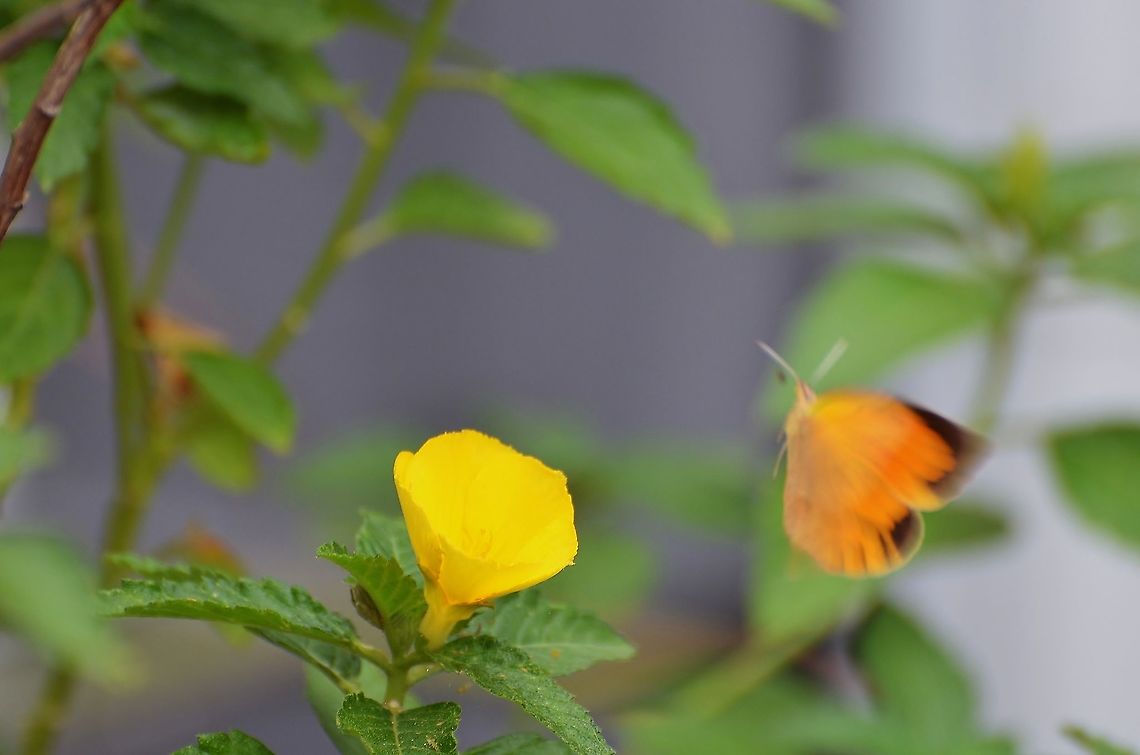 Abaeis nicippe Sorry so blurry, wanted to show the bright colors of the forewings, it&#039;s a brilliant orange with brown edges<br />
<figure class="photo"><a href="https://www.jungledragon.com/image/104311/sleepy_orange_-_abaeis_nicippe_fall_form_female.html" title="Sleepy Orange - Abaeis nicippe Fall Form (Female)"><img src="https://s3.amazonaws.com/media.jungledragon.com/images/4330/104311_thumb.JPG?AWSAccessKeyId=05GMT0V3GWVNE7GGM1R2&Expires=1767225610&Signature=cXfwlLMcApAZEvBL9hjLqvXHWC8%3D" width="200" height="134" alt="Sleepy Orange - Abaeis nicippe Fall Form (Female) I&#039;ve seen this flying around and mostly saw the orange wings until it landed on the Yellow Alder.  I wish the leaf wasn&#039;t in the way however it&#039;s taken me days to get this shot.<br />
https://www.carolinanature.com/butterflies/sleepyorange.html describes female differences with male<br />
https://www.jungledragon.com/image/104367/abaeis_nicippe.html<br />
https://www.butterfliesandmoths.org/species/Abaeis-nicippe Eurema nicippe,Fall,Geotagged,Sleepy Orange,United States" /></a></figure> Eurema nicippe,Fall,Geotagged,Sleepy Orange,United States