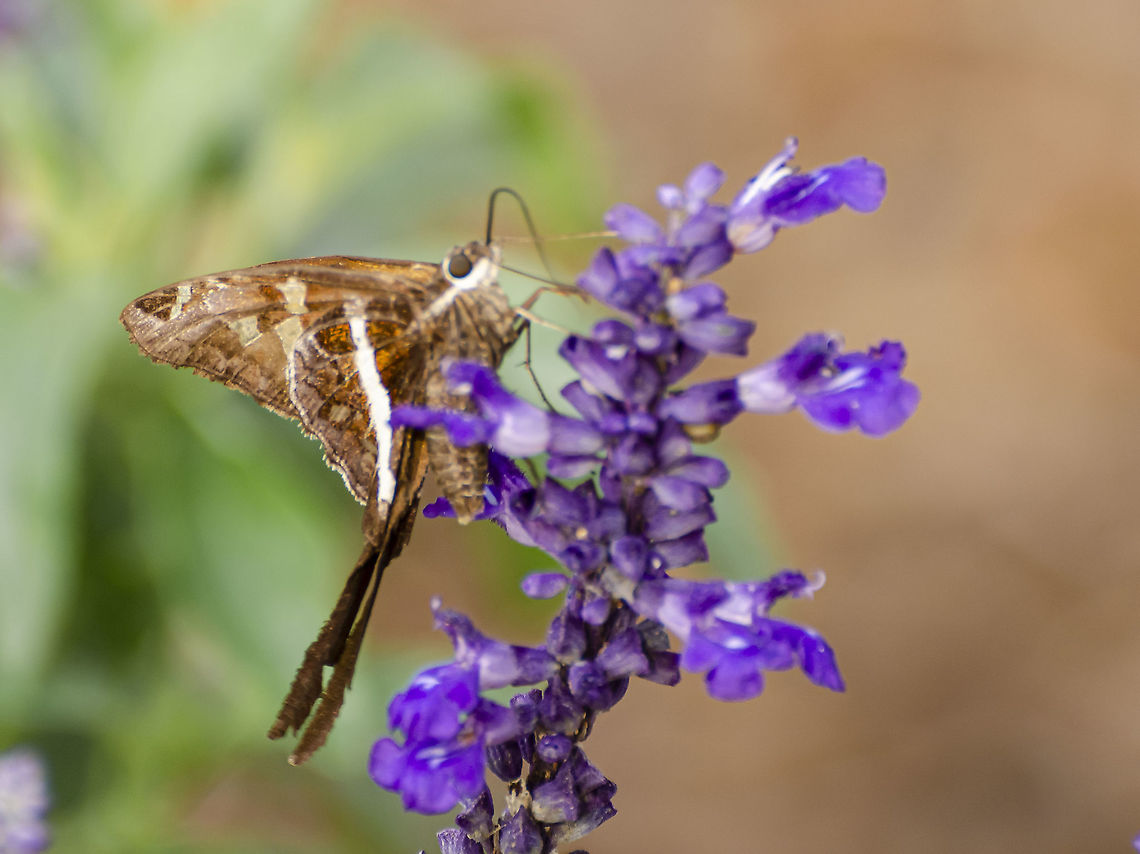 White-striped Longtail Skipper Butterfly with marbled brown, red and gold flecks with a short and stubby abdomen. Also indicative of the species, there is a brown triangle on the edge of the forewing<br />
<a href="https://www.butterfliesandmoths.org/species/Chioides-albofasciatus" rel="nofollow">https://www.butterfliesandmoths.org/species/Chioides-albofasciatus</a><br />
<figure class="photo"><a href="https://www.jungledragon.com/image/104585/white_striped_longtail.html" title="White Striped Longtail"><img src="https://s3.amazonaws.com/media.jungledragon.com/images/4330/104585_thumb.JPG?AWSAccessKeyId=05GMT0V3GWVNE7GGM1R2&Expires=1767225610&Signature=SD9Fx0YzWOy683dlAJ2nVwZBQPU%3D" width="130" height="152" alt="White Striped Longtail Another view of the White-striped longtail.<br />
https://www.jungledragon.com/image/104410/white-striped_longtail_skipper.html Chioides albofasciatus,Fall,Geotagged,United States,White-striped Longtail" /></a></figure> Chioides albofasciatus,Fall,Geotagged,United States