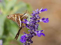 White-striped Longtail Skipper Butterfly with marbled brown, red and gold flecks with a short and stubby abdomen. Also indicative of the species, there is a brown triangle on the edge of the forewing<br />
https://www.butterfliesandmoths.org/species/Chioides-albofasciatus<br />
https://www.jungledragon.com/image/104585/white_striped_longtail.html Chioides albofasciatus,Fall,Geotagged,United States