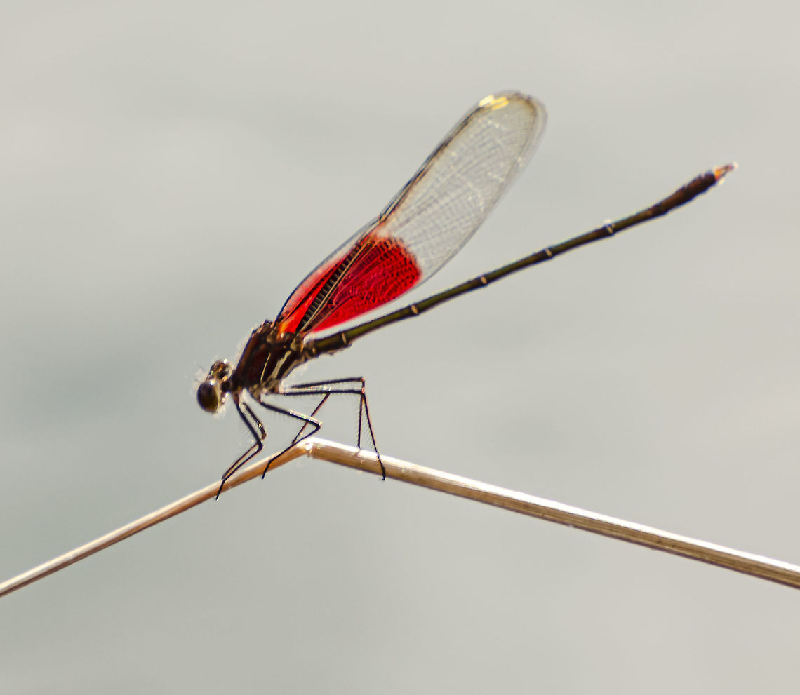 Hetaerina americana - American Rubyspot Damselfly This was taken in bright sun, beautiful ruby color in the wings, gold around the back edges, green abdomen and stripes on the thorax. It was purched on a long bent stick over the San Antonio River. American Rubyspot,Fall,Geotagged,Hetaerina americana,United States