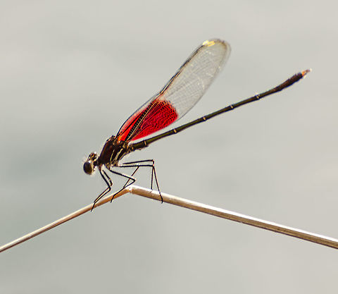 Hetaerina americana - American Rubyspot Damselfly This was taken in bright sun, beautiful ruby color in the wings, gold around the back edges, green abdomen and stripes on the thorax. It was purched on a long bent stick over the San Antonio River. American Rubyspot,Fall,Geotagged,Hetaerina americana,United States
