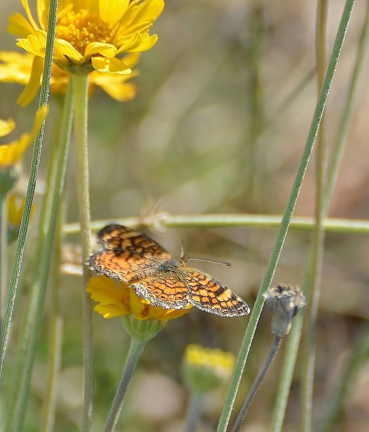 Vesta Crescent Butterfly Butterfly has white fringe next to a dark brown/light black border. Wings have a variation of orange with brown dots, orange without dots and some yellow accents on the forewings.  Fall,Geotagged,Phyciodes graphica,United States,Vesta crescent