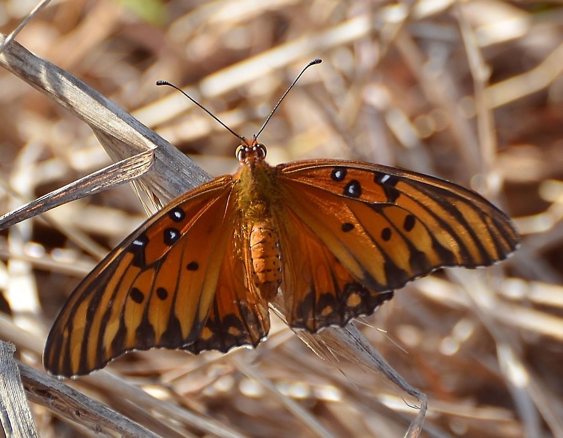 Gulf Fritillary Identified on iNaturalist. Found in Park near the San Antonio River.<br />
<figure class="photo"><a href="https://www.jungledragon.com/image/104414/gulf_fritillary.html" title="Gulf Fritillary"><img src="https://s3.amazonaws.com/media.jungledragon.com/images/4330/104414_thumb.JPG?AWSAccessKeyId=05GMT0V3GWVNE7GGM1R2&Expires=1759968010&Signature=ppJZUNLP1ljSjZLj4m4Sa%2Fm6wXI%3D" width="200" height="138" alt="Gulf Fritillary This is a hindwing view of the same butterfly linked.<br />
https://www.jungledragon.com/image/104413/gulf_fritillery.html Agraulis vanillae,Fall,Geotagged,Gulf fritillary,United States" /></a></figure><br />
<br />
 Agraulis vanillae,Fall,Geotagged,Gulf fritillary,United States