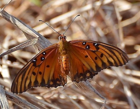 Gulf Fritillary Identified on iNaturalist. Found in Park near the San Antonio River.
https://www.jungledragon.com/image/104414/gulf_fritillary.html

 Agraulis vanillae,Fall,Geotagged,Gulf fritillary,United States