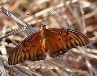 Gulf Fritillary Identified on iNaturalist. Found in Park near the San Antonio River.<br />
https://www.jungledragon.com/image/104414/gulf_fritillary.html<br />
<br />
 Agraulis vanillae,Fall,Geotagged,Gulf fritillary,United States