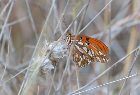 Gulf Fritillary This is a hindwing view of the same butterfly linked.
https://www.jungledragon.com/image/104413/gulf_fritillery.html Agraulis vanillae,Fall,Geotagged,Gulf fritillary,United States