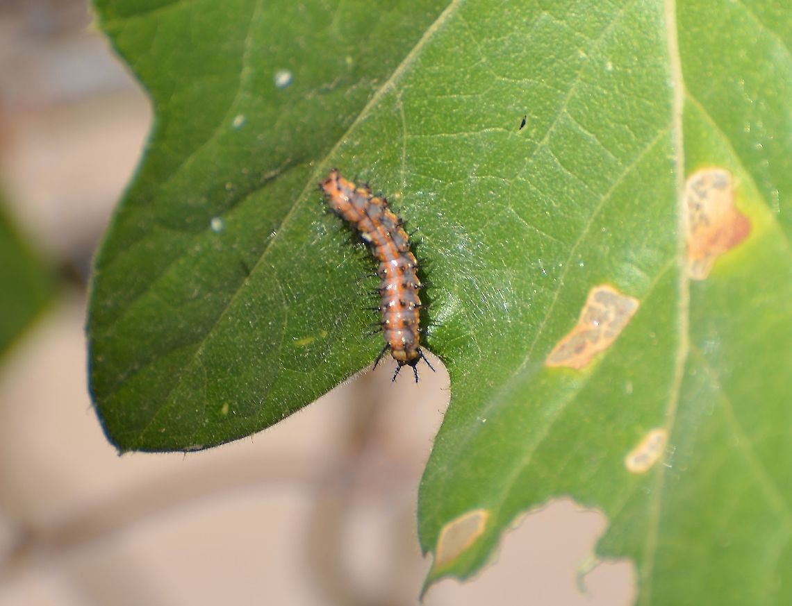 Gulf Fritillary Caterpillar Found this today on a passion flower leaf. I have seen a Gulf Fritillary around this plant in the past two weeks. <br />
Only reference I could find so far: <br />
<a href="http://www.asergeev.com/pictures/archives/compress/2009/798/07.htm" rel="nofollow">http://www.asergeev.com/pictures/archives/compress/2009/798/07.htm</a> Agraulis vanillae,Fall,Geotagged,Gulf fritillary,United States